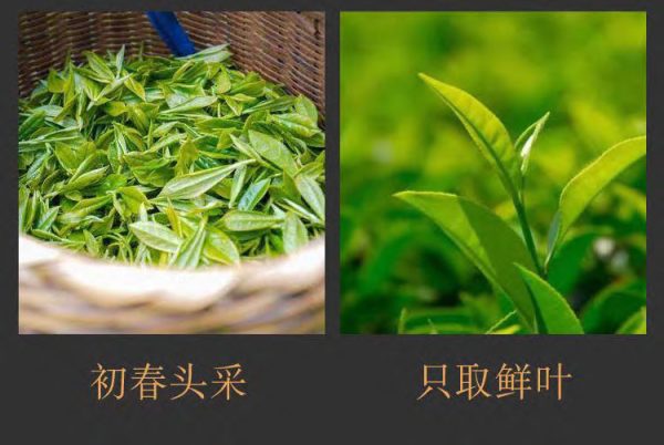 【白金年华】福鼎老白茶 - 图片 3